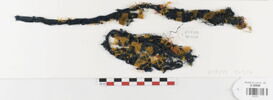 tissu ; fragments ; fragments, image 1/3