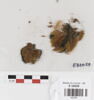 tunique  ; fragments, image 1/4