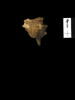 feuillet de codex ; fragment, image 1/2