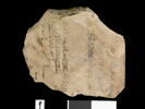 ostracon, image 5/5