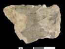 ostracon, image 2/2