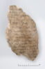 ostracon, image 1/3