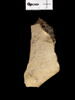 ostracon, image 4/4