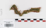 filet de tête ; fragment, image 1/2