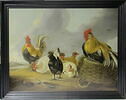 Coqs et poules, image 1/6