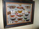 Papillons, image 6/6