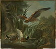 Couple de canards surpris par un épervier, image 1/3