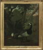 Une Bernache nonnette et un combattant, image 2/2