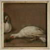 Deux canards de Barbarie blancs, image 1/2