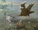 Aigles s'abattant sur des canards, image 3/6