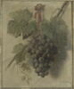 Une Grappe de raisin noir pendu à une muraille, image 3/3