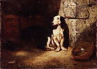 Chien basset noir et blanc au chenil., image 3/3