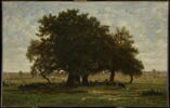 Groupe de chênes, Apremont, image 1/3