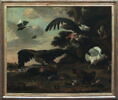 Aigles attaquant des poules, image 2/2
