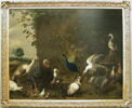 Paon et oiseaux de basse-cour, image 2/2