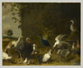 Paon et oiseaux de basse-cour, image 1/2