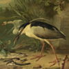 Héron bihoreau, deux cygnes, brochet et autres poissons d’eau douce, image 2/3