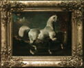 Étalon arabe, image 3/3