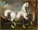 Étalon arabe, image 2/3