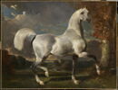 Étalon arabe, image 1/3