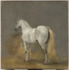 Cheval blanc, image 1/5