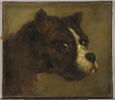 Tête de bouledogue, image 1/3