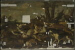 Sanglier assailli par une meute de chiens, image 1/3