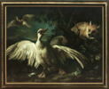 Canard de Barbarie et renard, image 25/25