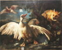 Canard de Barbarie et renard, image 7/25