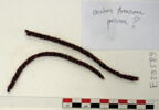 ceinture ; fragments ; fragments, image 2/2