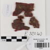 bande décorative d'habillement ; fragments, image 1/2