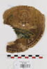 orbiculus ; fragment, image 1/2