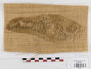 décor de textile ; fragment, image 1/2