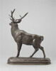 Cerf qui écoute, image 3/5