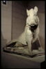 Sanglier, image 3/4