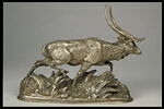 Cerf de Java, image 4/4
