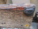 Girafe, image 5/14