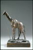 Girafe, image 12/14