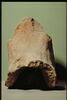 Antéfixe décorée d'un masque humain crucifère, image 5/8