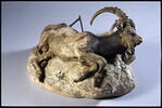 Bouquetin mort, image 6/8