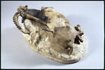 Bouquetin mort, image 7/8