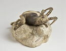 Bouquetin mort, image 2/8