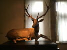 Cerf portant les armes des Granvelle, image 1/4