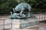 Rhinocéros attaqué par un tigre, image 4/10