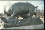 Rhinocéros attaqué par un tigre, image 10/10
