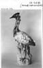 Coq d'Inde, image 5/5