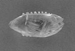 Poisson en cristal de roche, image 6/7