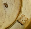 Boîte à épices (d'une paire OA 9430), image 6/9