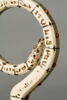 Crosseron à tête de serpent, image 8/8