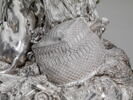 Couvre-plat du service de Joseph Ier de Portugal, image 17/23